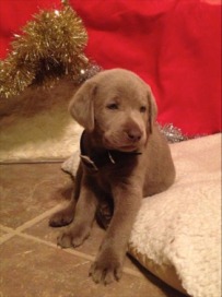 2012-12-24 Summit's 1st Christmas.jpg